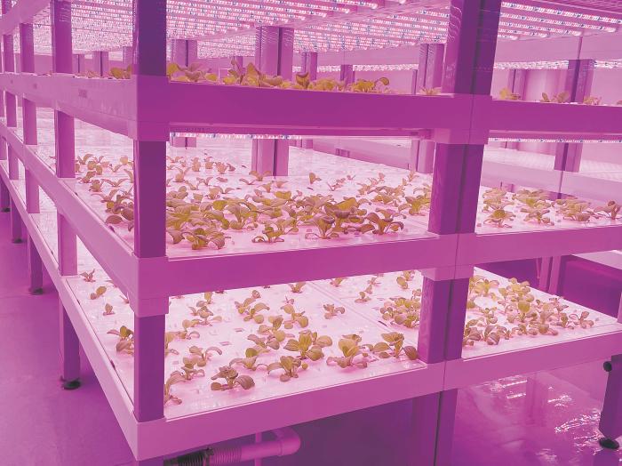在物美植物工廠里，通過LED燈的照射，蔬菜散發(fā)勃勃生機(jī)。受訪者供圖